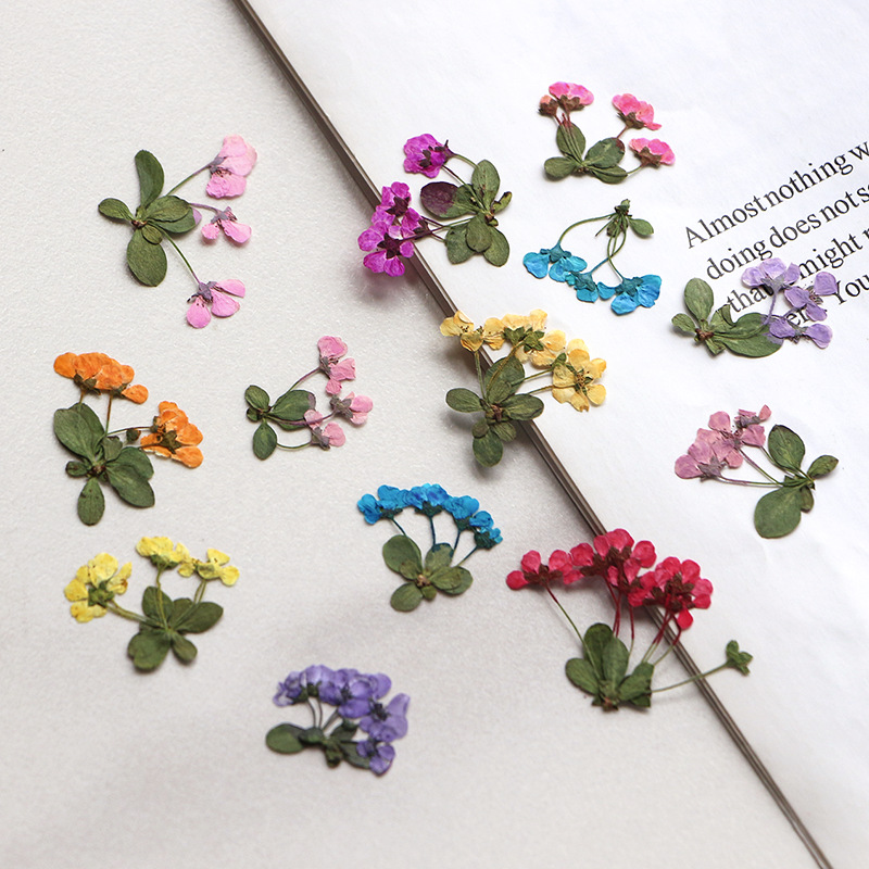 Dried Flower Pressed - 2-3cm/12pcs,Pressed little flowers,wholesale flower petals DIY