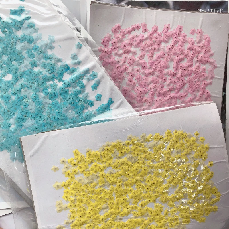 Dried Flower Pressed - 80pcs/0.5-1.5cm,Pressed mini forget-me-not flowers petals,Dyed color