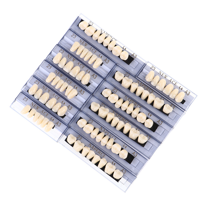 Resin Art Case - 168pcs/box Dental Synthetic Resin Denture Teaching