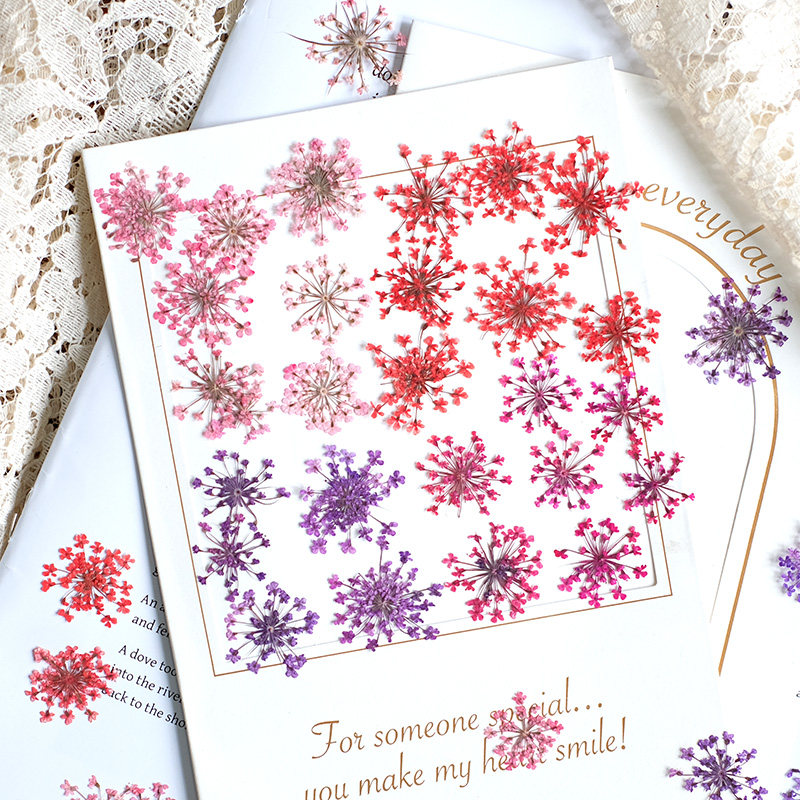 Dried Flower Pressed - 24pcs,2-2.5cm,nature Dyed Mini Lace Pressed Flower