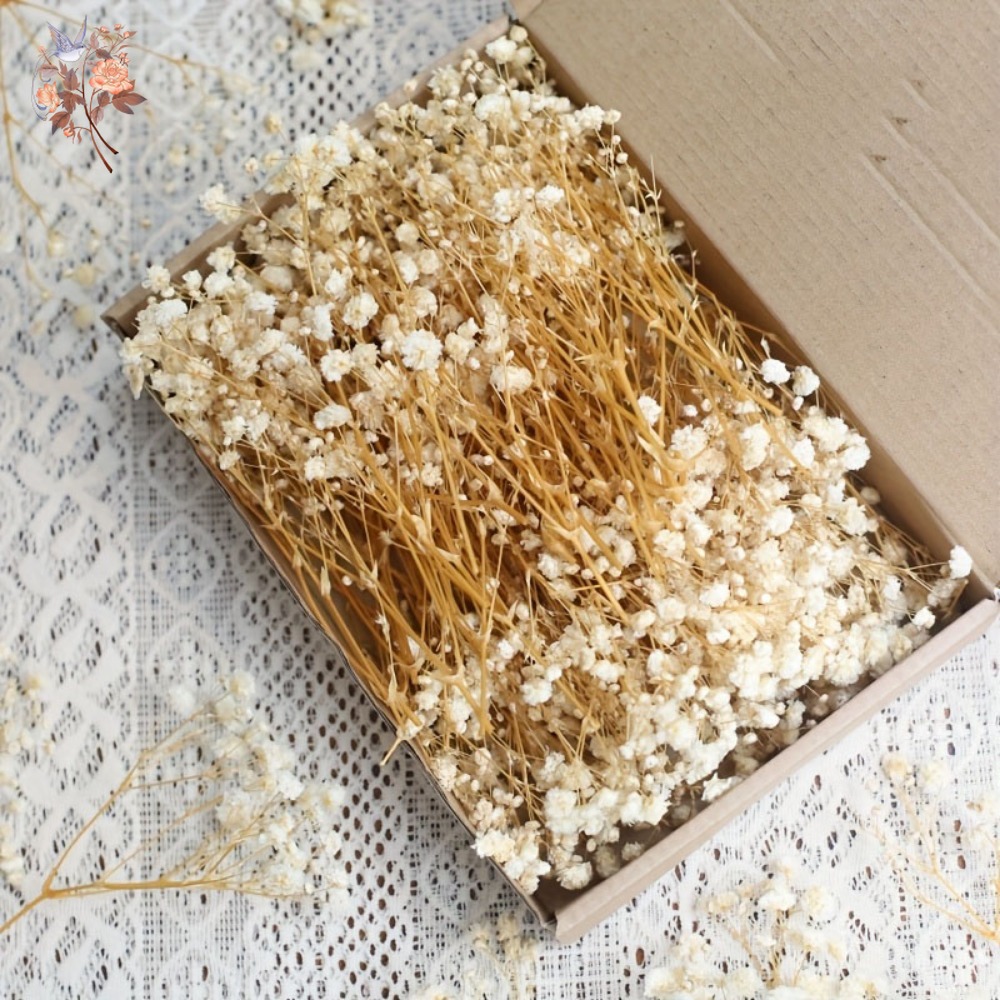 Dried Flower Pressed - 100pcs Mini Dried Baby's Breath Flowers