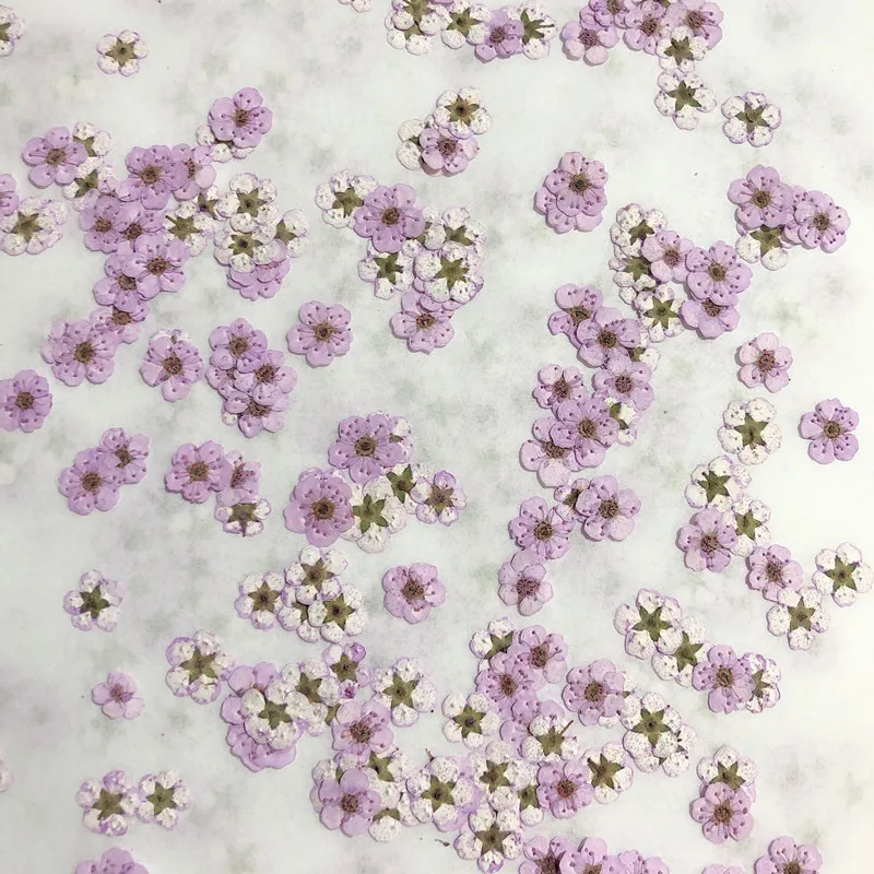 Pressed mini Narcissus Dried F – обзор и цена Dried Flower Pressed