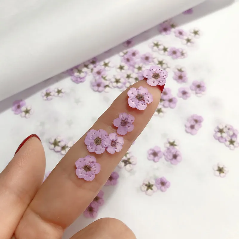 Pressed mini Narcissus Dried F – обзор и цена Dried Flower Pressed