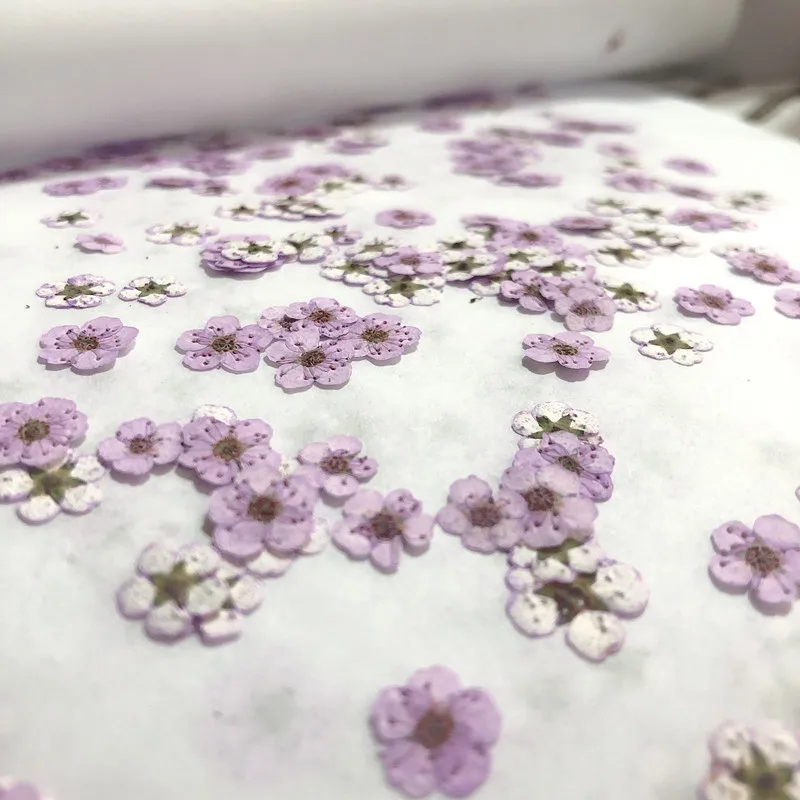 Pressed mini Narcissus Dried F – обзор и цена Dried Flower Pressed
