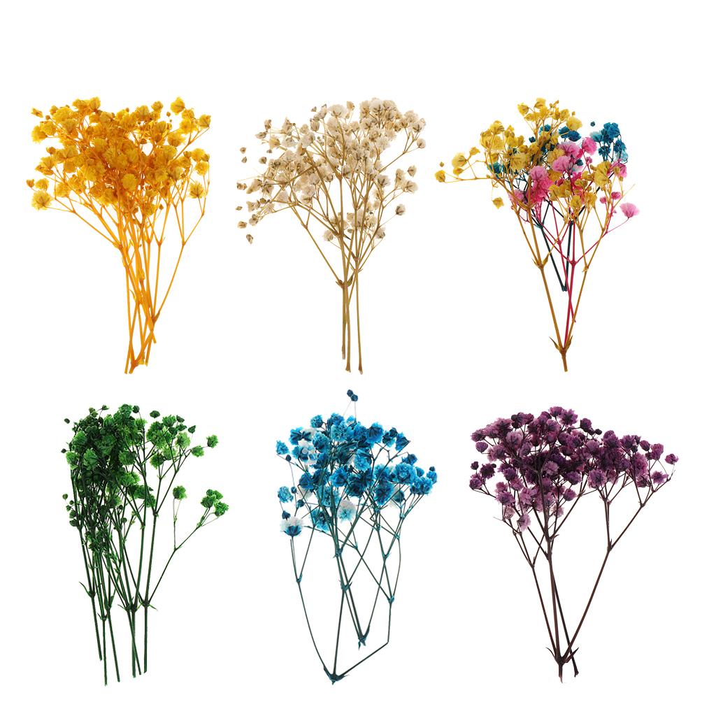 Pressed Dried Natural Flowers  – обзор и цена Dried Flower Pressed