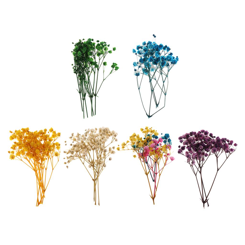 Pressed Dried Natural Flowers  – обзор и цена Dried Flower Pressed