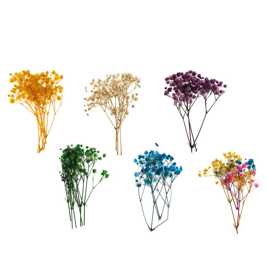 Pressed Dried Natural Flowers  – обзор и цена Dried Flower Pressed
