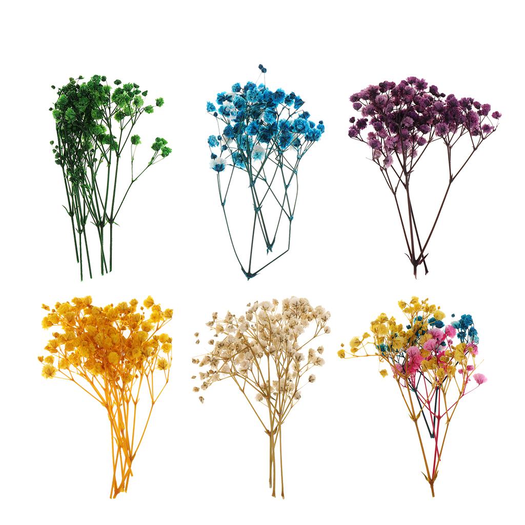 Pressed Dried Natural Flowers  – обзор и цена Dried Flower Pressed