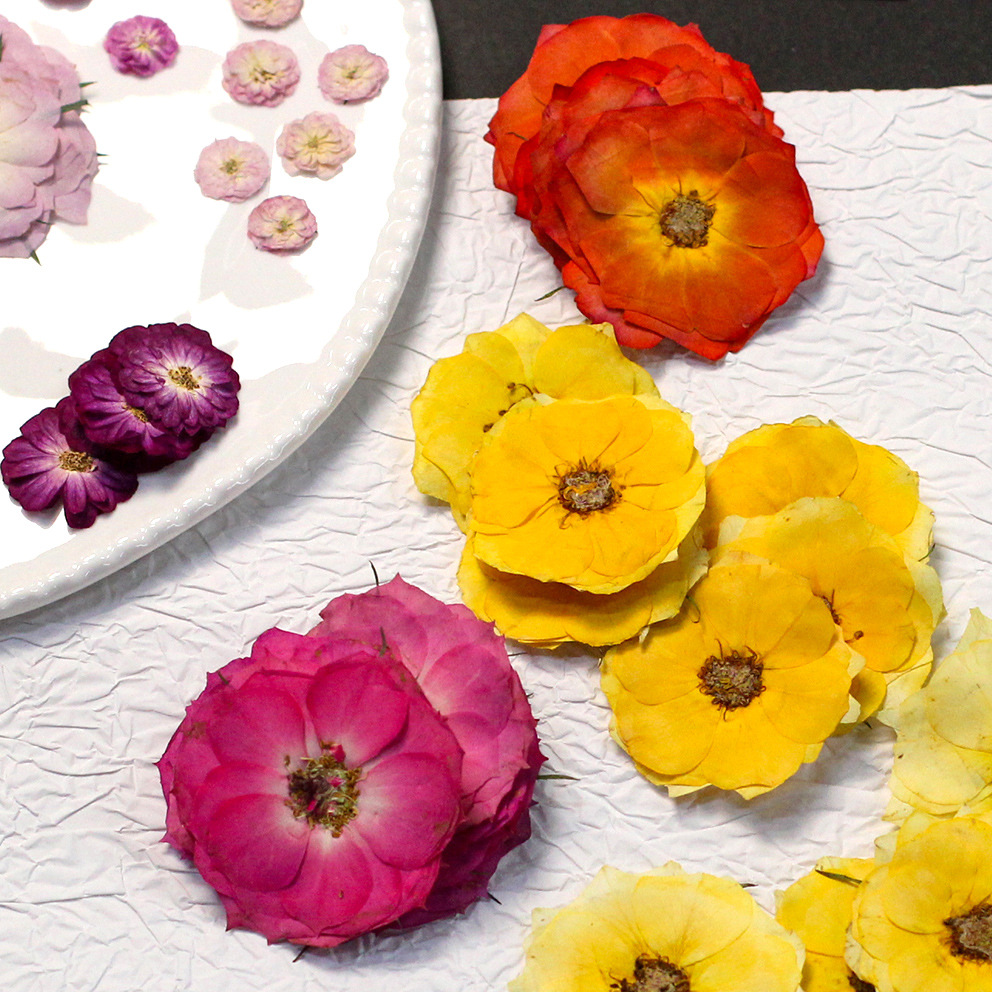 48 Yellow Mixed-Size Pressed R – обзор и цена Dried Flower Pressed