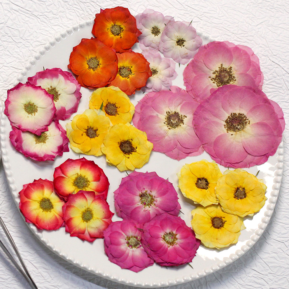 48 Yellow Mixed-Size Pressed R – обзор и цена Dried Flower Pressed