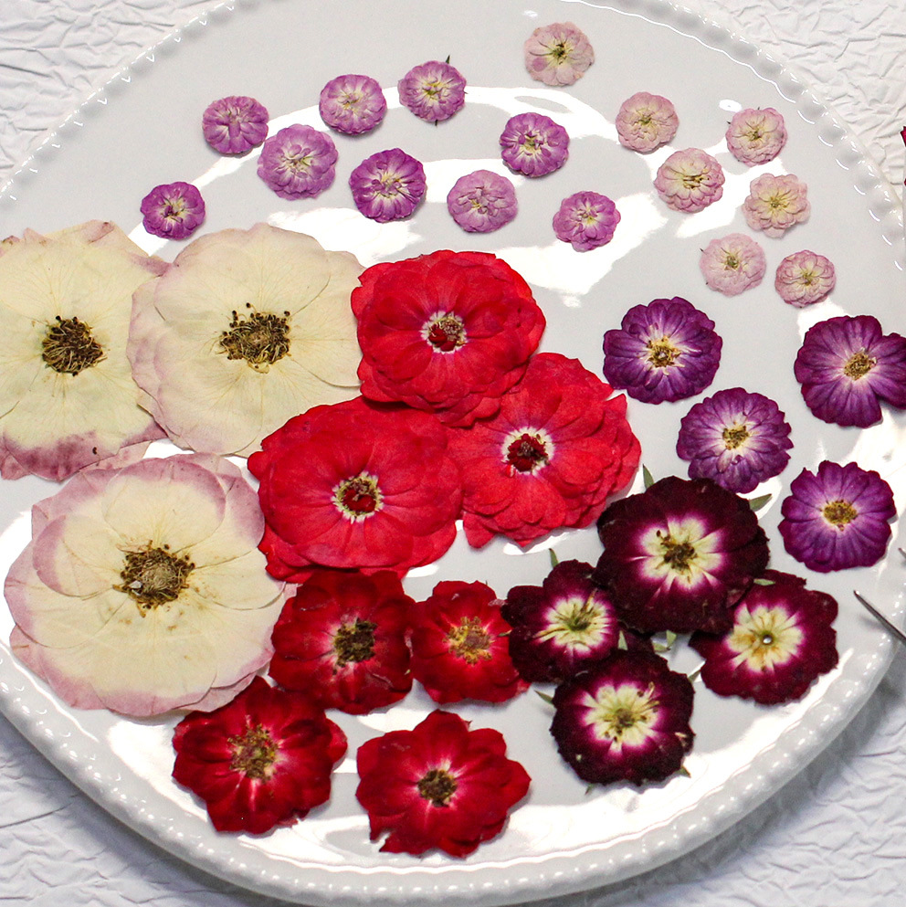 48 Yellow Mixed-Size Pressed R – обзор и цена Dried Flower Pressed