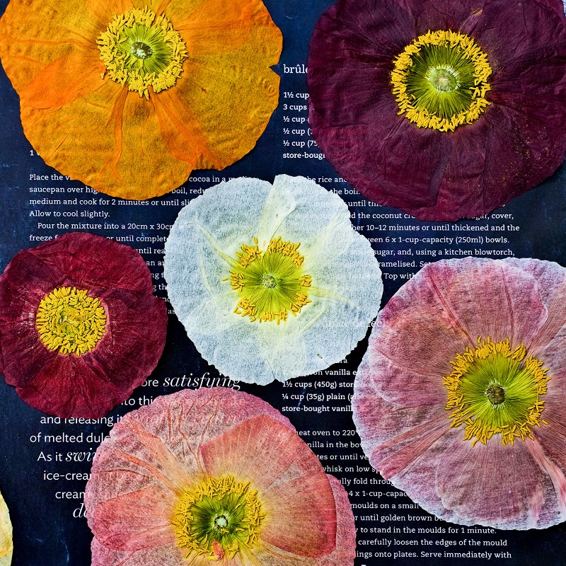1pcs,Nature Field Poppy Presse – обзор и цена Dried Flower Pressed