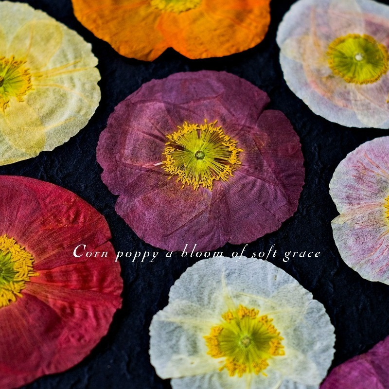 1pcs,Nature Field Poppy Presse – обзор и цена Dried Flower Pressed