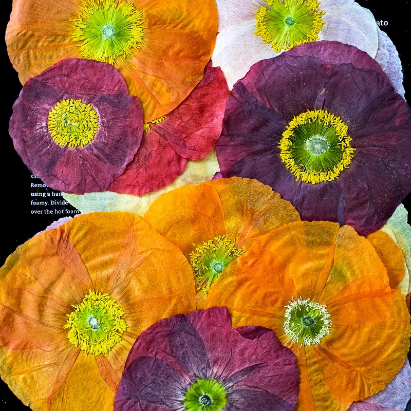 1pcs,Nature Field Poppy Presse – обзор и цена Dried Flower Pressed