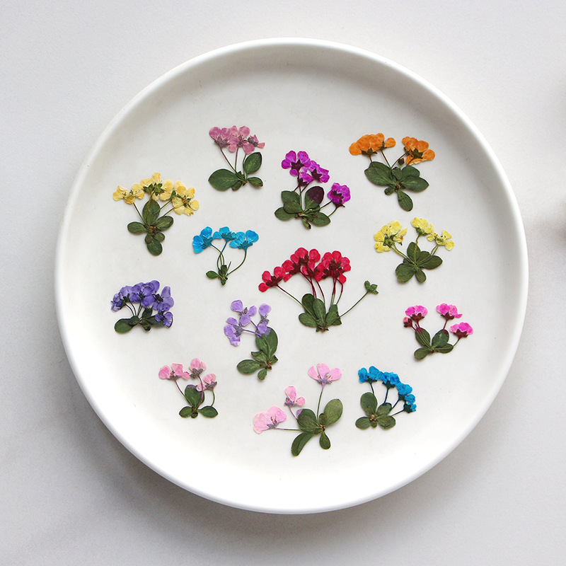 2-3cm/12pcs,Pressed little flo – обзор и цена Dried Flower Pressed