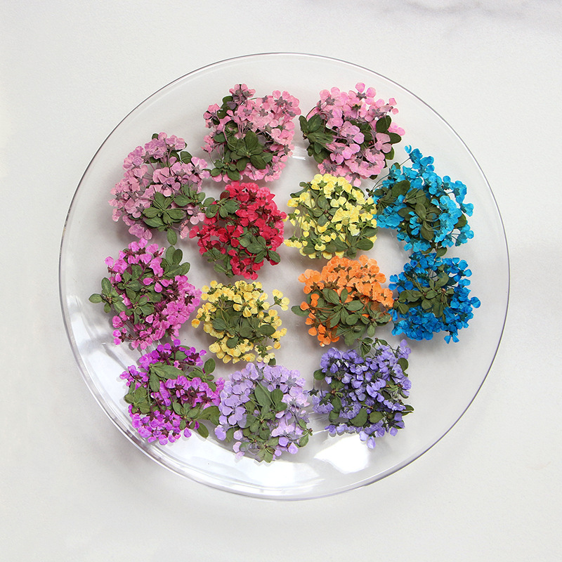 2-3cm/12pcs,Pressed little flo – обзор и цена Dried Flower Pressed