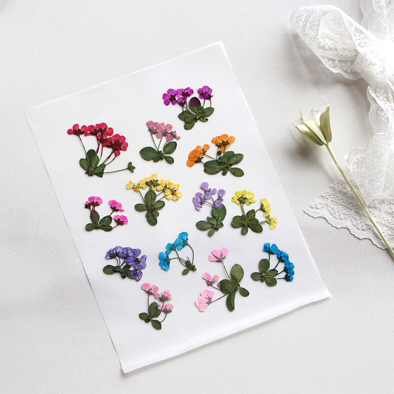 2-3cm/12pcs,Pressed little flo – обзор и цена Dried Flower Pressed