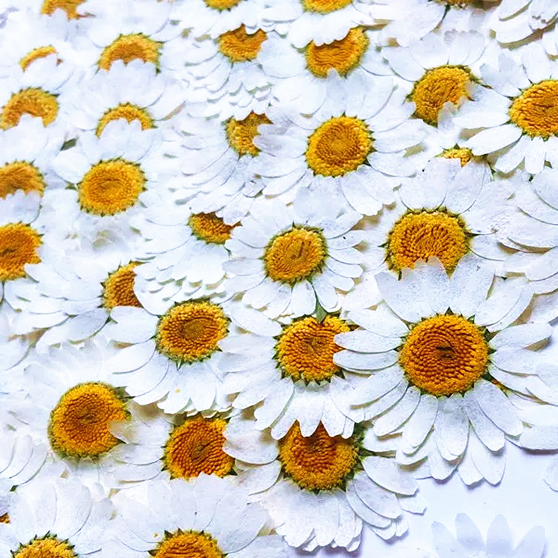 100Pcs Natural White Crystal C – обзор и цена Dried Flower Pressed