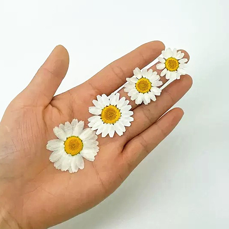 100Pcs Natural White Crystal C – обзор и цена Dried Flower Pressed