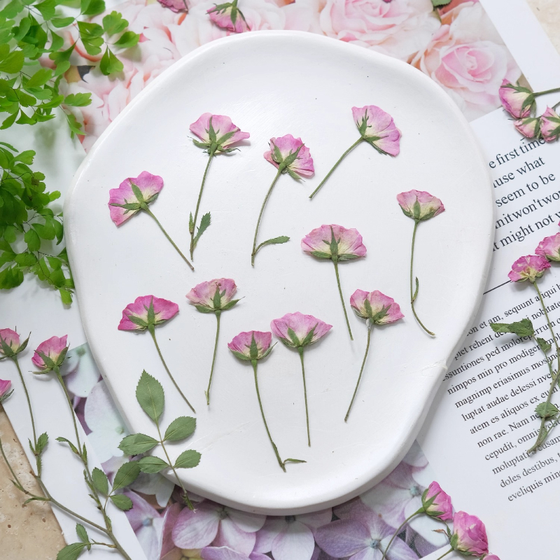 12pcs,Mini Pink Rose Pressed F – обзор и цена Dried Flower Pressed