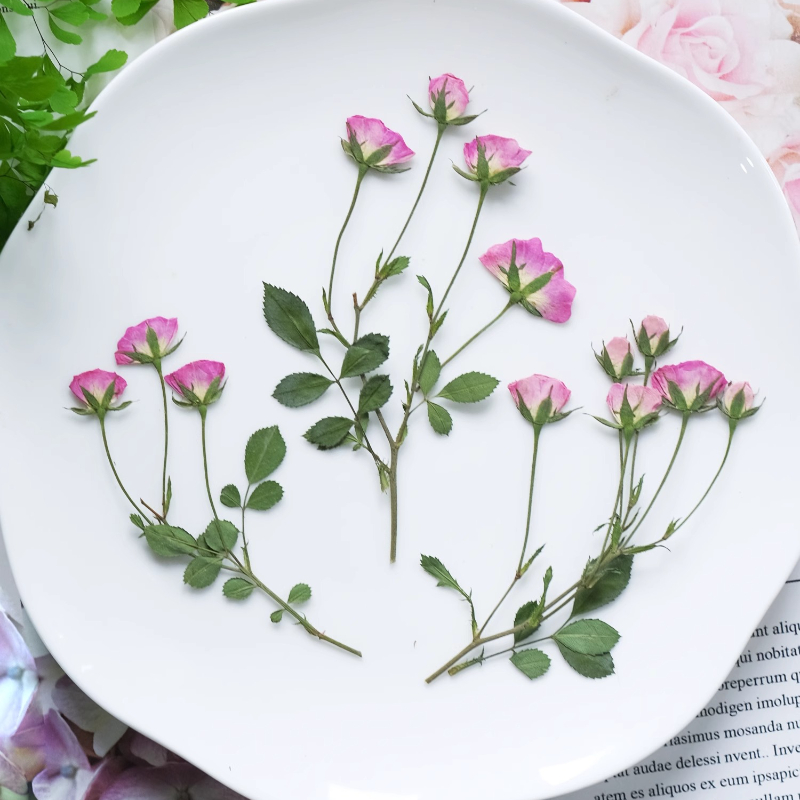 12pcs,Mini Pink Rose Pressed F – обзор и цена Dried Flower Pressed