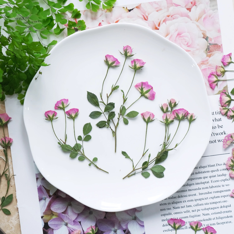 12pcs,Mini Pink Rose Pressed F – обзор и цена Dried Flower Pressed