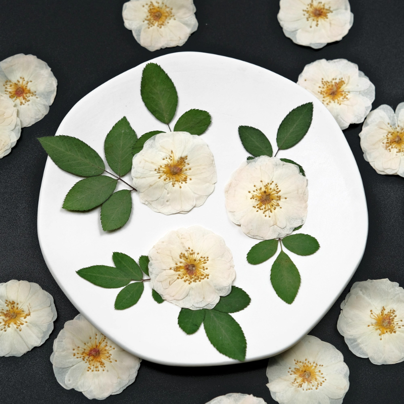 6pcs,9pcs,Nature White Rose Pr – обзор и цена Dried Flower Pressed
