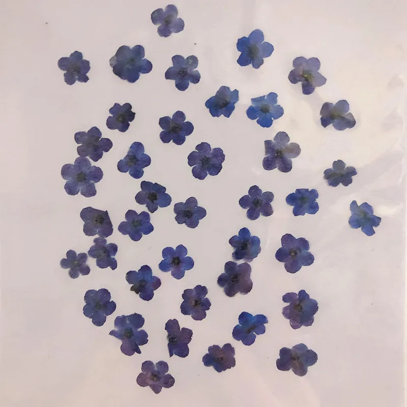 80pcs/0.5-1.5cm,Pressed mini f – обзор и цена Dried Flower Pressed