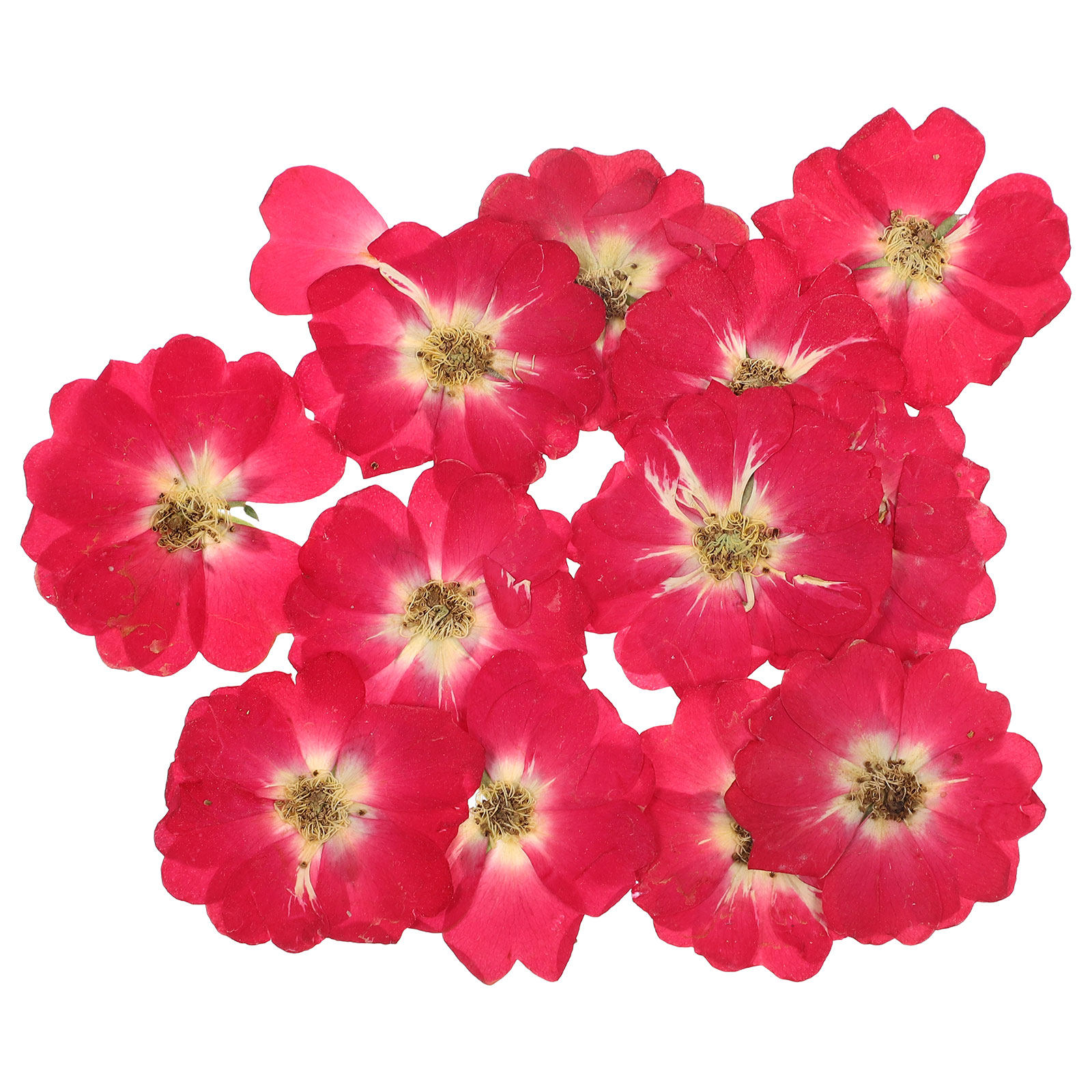 12Pcs Natural Dried Rose Press – обзор и цена Resin Art Jewelry Kit