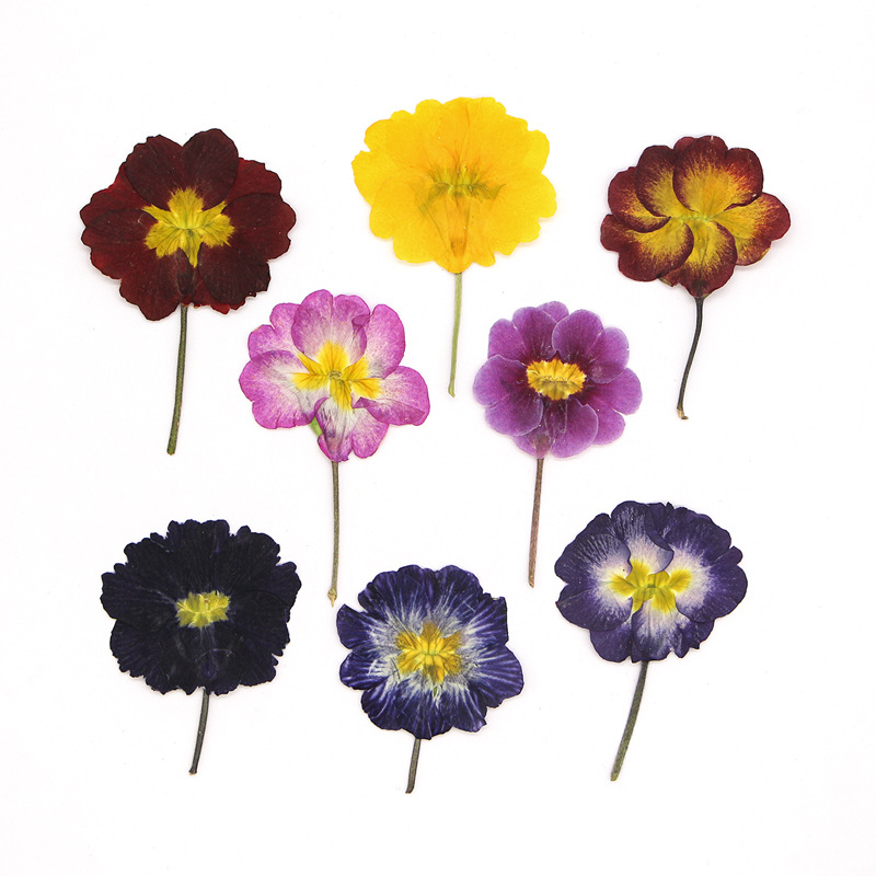 48Pcs European Primrose Teachi – обзор и цена Dried Flower Pressed