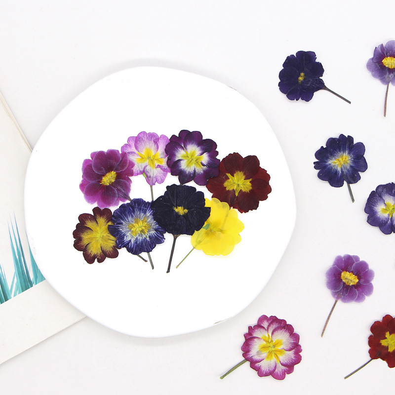 48Pcs European Primrose Teachi – обзор и цена Dried Flower Pressed