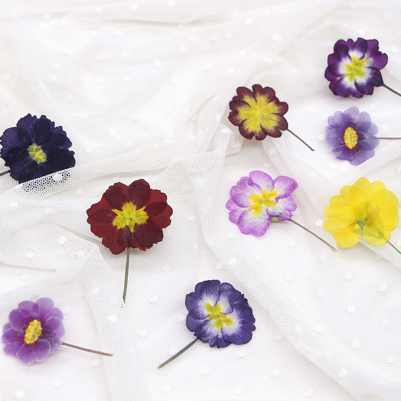 48Pcs European Primrose Teachi – обзор и цена Dried Flower Pressed
