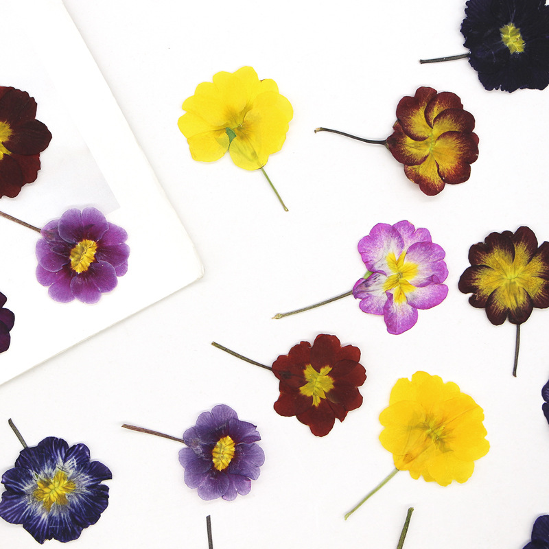 48Pcs European Primrose Teachi – обзор и цена Dried Flower Pressed
