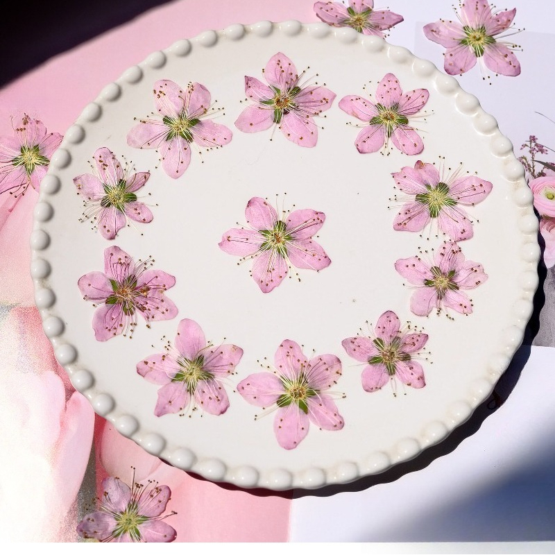 3-4cm./6pcs,Pink Peach Blossom – обзор и цена Dried Flower Pressed