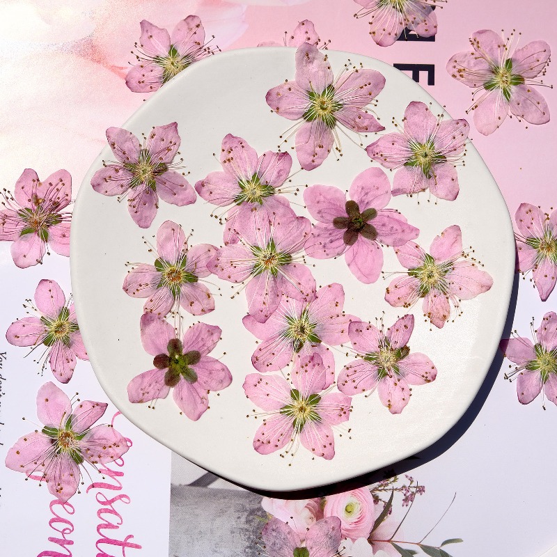 3-4cm./6pcs,Pink Peach Blossom – обзор и цена Dried Flower Pressed