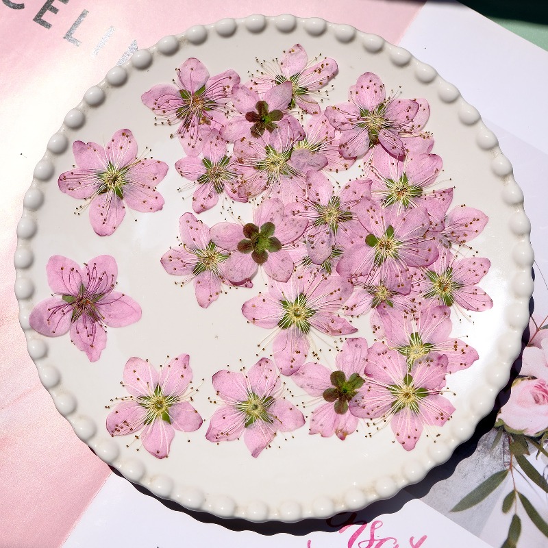 3-4cm./6pcs,Pink Peach Blossom – обзор и цена Dried Flower Pressed