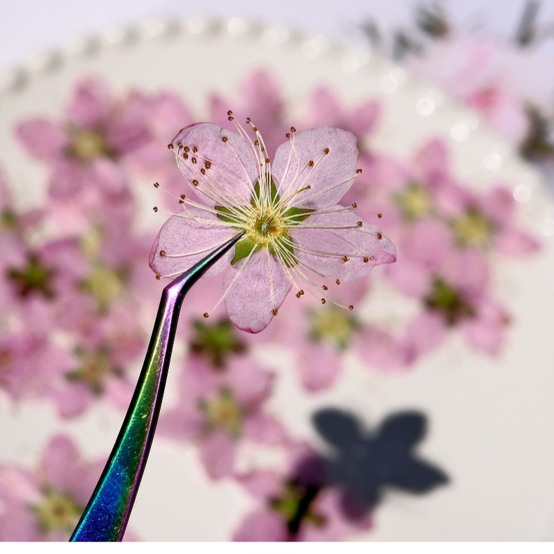 3-4cm./6pcs,Pink Peach Blossom – обзор и цена Dried Flower Pressed
