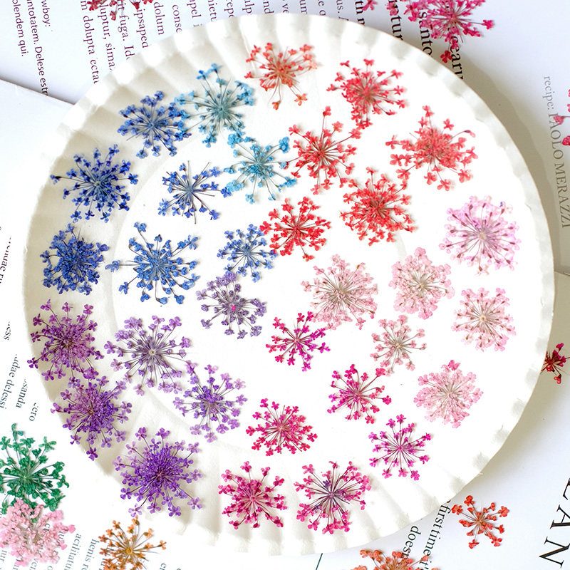 24pcs,2-2.5cm,nature Dyed Mini – обзор и цена Dried Flower Pressed