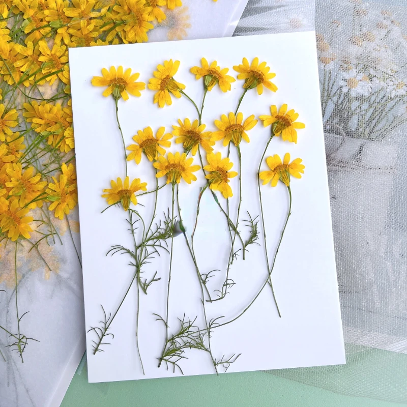 6-10cm/24pcs,nature pressed Ch – обзор и цена Dried Flower Pressed