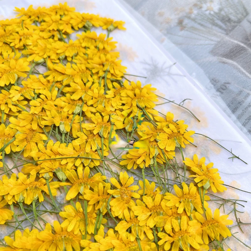 6-10cm/24pcs,nature pressed Ch – обзор и цена Dried Flower Pressed