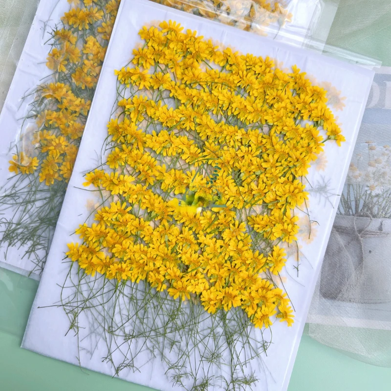 6-10cm/24pcs,nature pressed Ch – обзор и цена Dried Flower Pressed