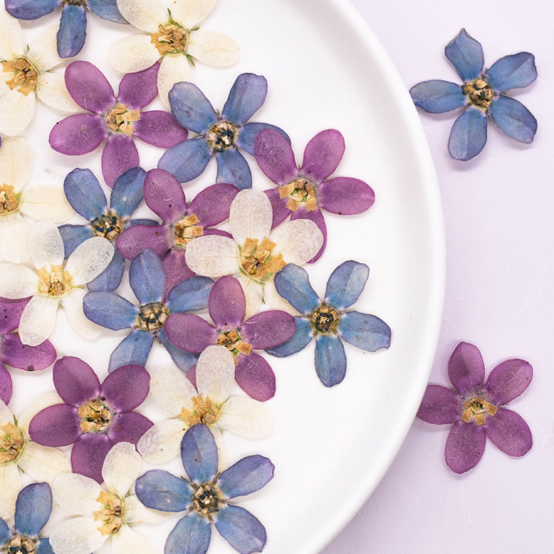 12pcs,Pressed Blue Star Flower – обзор и цена Dried Flower Pressed
