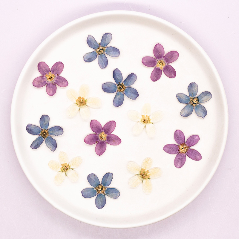 12pcs,Pressed Blue Star Flower – обзор и цена Dried Flower Pressed