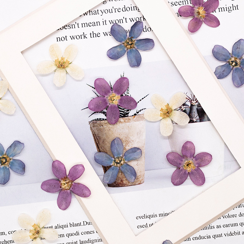 12pcs,Pressed Blue Star Flower – обзор и цена Dried Flower Pressed