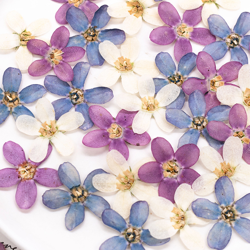 12pcs,Pressed Blue Star Flower – обзор и цена Dried Flower Pressed