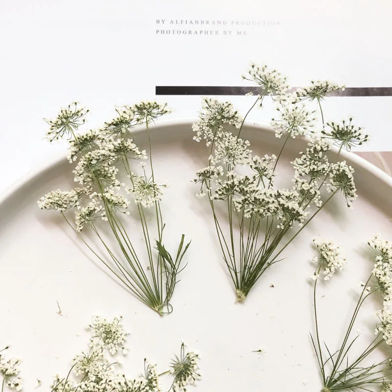 5-7cm/12pcs,Snow Tiny Flowers  – обзор и цена Dried Flower Pressed
