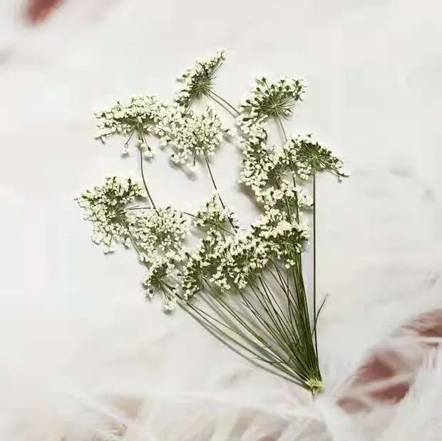 5-7cm/12pcs,Snow Tiny Flowers  – обзор и цена Dried Flower Pressed