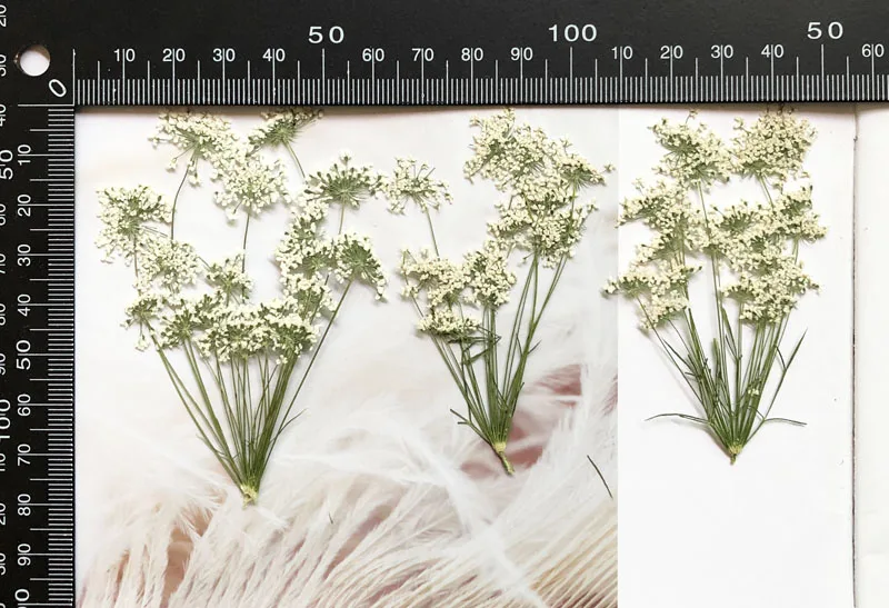 5-7cm/12pcs,Snow Tiny Flowers  – обзор и цена Dried Flower Pressed