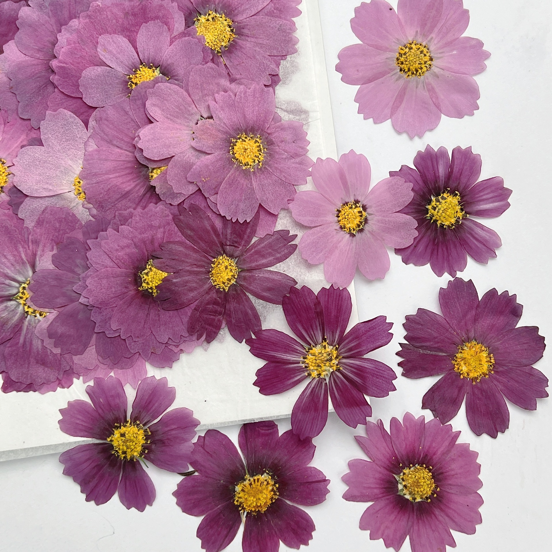 100Pcs Cosmos Dried Flower Pre – обзор и цена Dried Flower Pressed