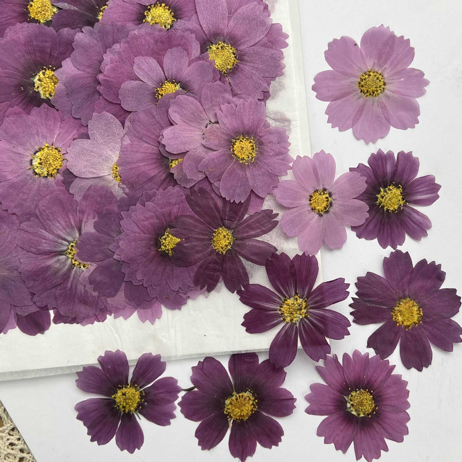 100Pcs Cosmos Dried Flower Pre – обзор и цена Dried Flower Pressed